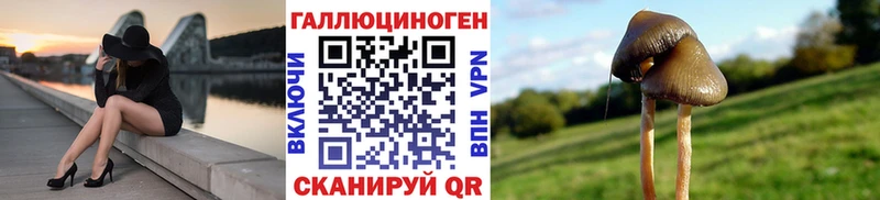 Псилоцибиновые грибы Psilocybine cubensis  kraken вход  Зея 